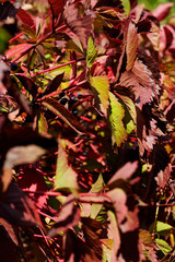 Picture of autumn wild grapes