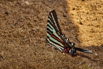 butterfly on the ground