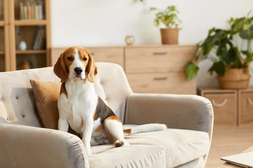 Warm toned portrait of cute beagle dog sitting on couch in cozy home interior lit by sunlight, copy...