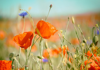 Red and orange poppies, bright blue cornflowers outdoors on a field, tinted natural background image
