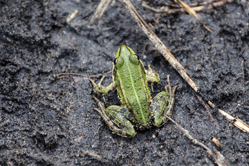 Zielona żaba w pobliżu jeziora.