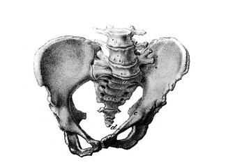 Illustration of the coccyx in the old book Atlas Abildungen by D. W. Busch, Berlin, 1841