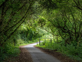 Fototapeta na wymiar UK country lane in August. Tarka Trail, Devon.