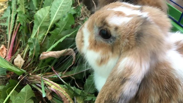 Zwergkaninchen beim fressen.