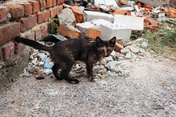 Black and red kitten stands on the street near the destroyed house. The Concept of a lost cat. Animal day concept. © Zhanna