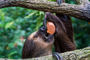 Two-toed sloth eating fruits