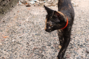 Black and red cute kitten is walking down the street. The Concept of a lost cat. Animal day concept. Place for inscription.
