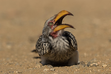 A Southern Yellow-billed Hornbill catching food in the Kruger National Park. 