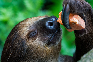Two-toed sloth eating fruits © hit1912