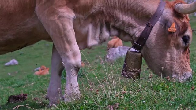 Vacas pastando en un prado asturiano
