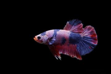 Rhythmic of colorful Betta fish with dark background and have clipping path. Multicolor Fighting Fish splendens.