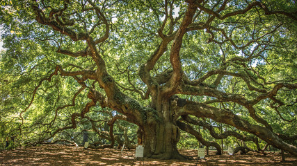 Obraz premium Angel Oak, Johns Island, SC