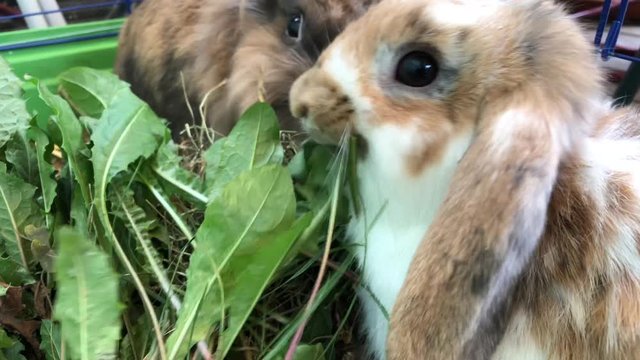 Zwergkaninchen beim fressen.