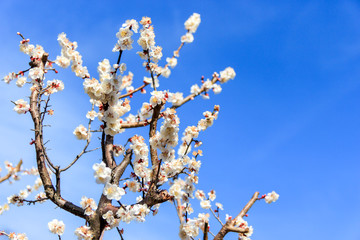 cherry blossom in spring