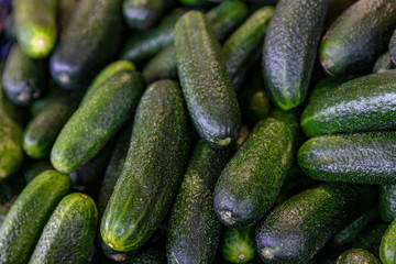 Lots of fresh cucumbers on the counter. Vitamins and healthy food.