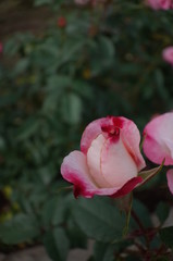 Pink and White Flower of Rose 'Hanagasumi' in Full Bloom
