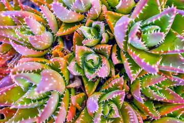 Aloe nobilis clump