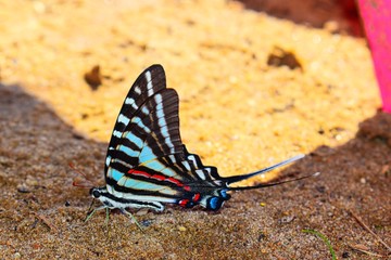 butterfly on the sand