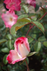 Pink and White Flower of Rose 'Hanagasumi' in Full Bloom
