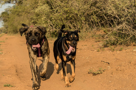 A Brindle And Black Dog Running With Their Tongues Out Towards The Camera. 