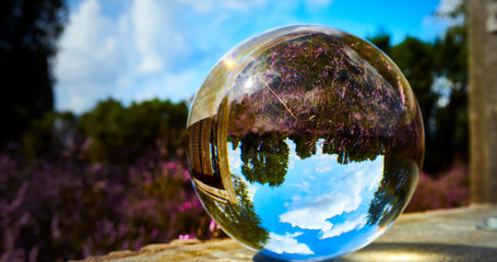 View of the blooming heath through a crystal ball