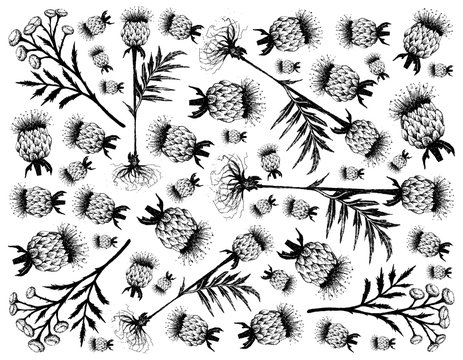 Herbal Flower and Plant, Hand Drawn Background of Tanacetum Vulgare, Tansy, Cow Bitter or Golden Buttons Flowers and Rhaponticum Carthamoides or Maral Root Plant, Used in Alternative and Folk Medicine