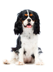 dog sitting on a white background, Cavalier King Charles Spaniel