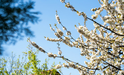 Photo branch of a tree. Blooming tree.