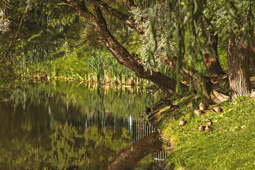 A park. Summer Saint Petersburg