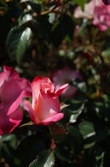 Pink and White Flower of Rose 'Hanagasumi' in Full Bloom
