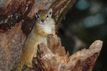 A baby African Tree Squirrel posing high up in a tree in the Greater Kruger National Park.