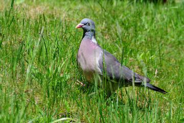 Ringeltaube bei der Futtersuche	