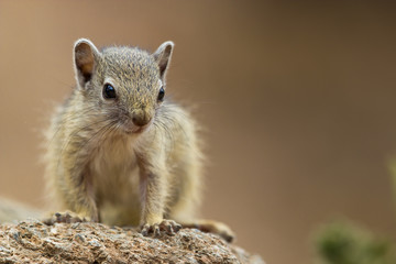 Tiny baby Tree Squirrel looking into the camera, Greater Kruger National Park.