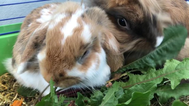 Zwergkaninchen beim fressen.