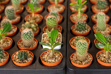 Collection of cactus and plants in different pots Potted cactus on the floor...
