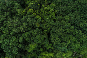 Aerial view green tropical rainforest look dpwn view