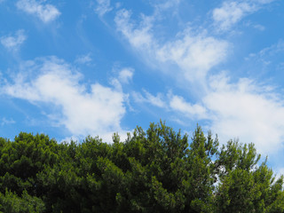 Obraz premium A walk through a city park on a sunny summer day. Leaves and branches of trees on the background of the blue sky and some clouds.