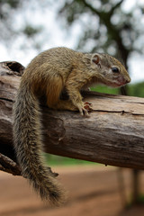New born African Tree Squirrel sitting on a branch, Greater Kruger National Park.