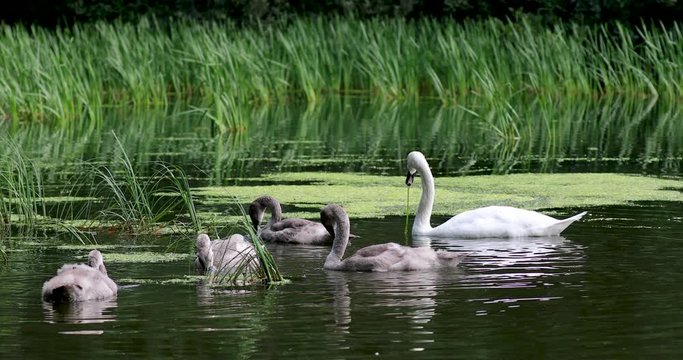 Mute swan group/family, Cygnus olor, feeding and moving on a pond surrounded by reeds during a sunny summers day in scotland. 