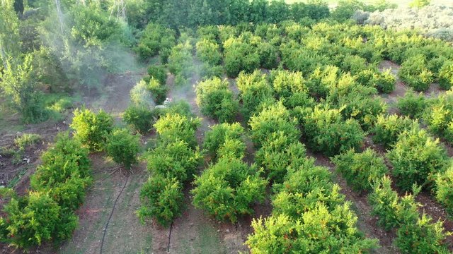 Garden spraying. Pomegranate tree garden spraying insecticide with a tractor. Pest control. Aerial View 4K Video