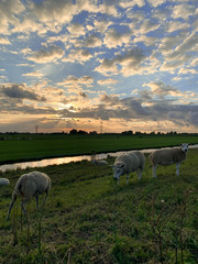 Fototapeta premium Flock of sheep at sunset in a Dutch meadow (Westland, The Netherlands)