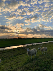 Fototapeta na wymiar Flock of sheep at sunset in a Dutch meadow (Westland, The Netherlands)
