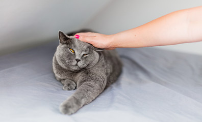 Stroke and pet a cat. Woman hand stroking British cat