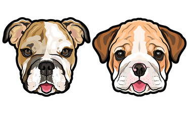 Hand drawn portrait of English Bulldog full color vector illustration