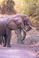 Elephant in beautiful landscape scenery of bush savannah - Game drive in Lake Manyara National Park, Wild Life Safari, Tanzania, Africa