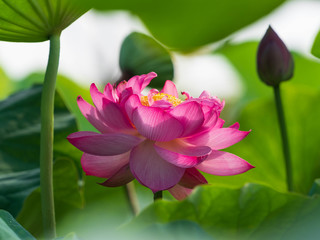 pink lotus flower in garden