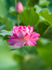 Fototapeta premium Beautiful pink waterlily or lotus flower in pond.