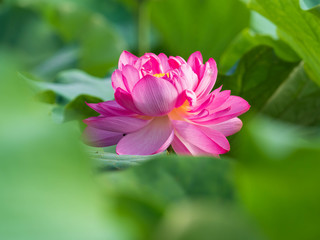 pink lotus flower in the pond