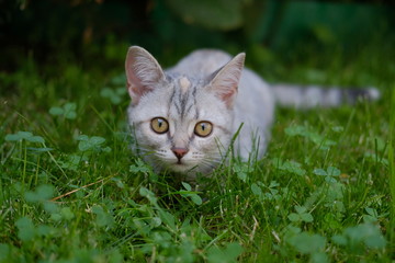 Naklejka na ściany i meble Kitten hunter among the grass