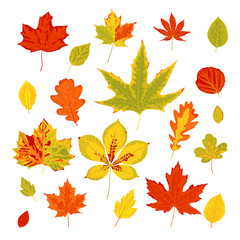 Big set of bright realistic autumn leaves. Isolated on a white background. Flat style design. Vector illustration